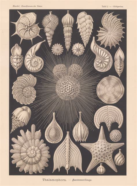  Foraminifera: Ein mikroskopisches Wunderwerk der Meeresböden!