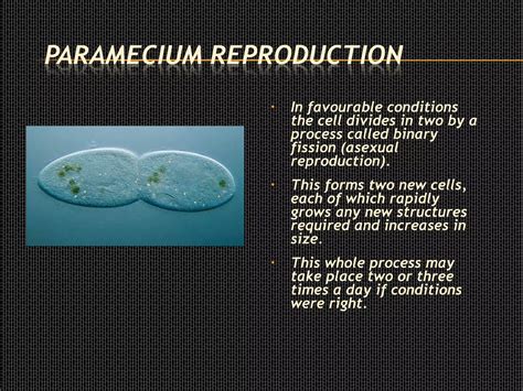  Paramecium! Ein winziger Allesfresser mit unzähligen Wimpern